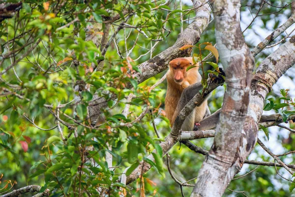 트리 코 원숭이 — 스톡 사진