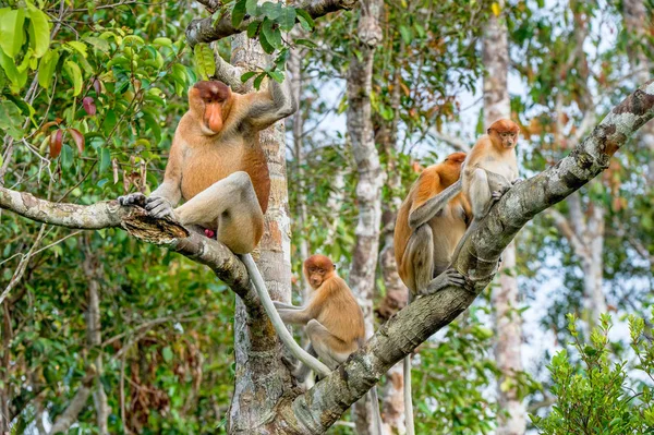 Familia de monos probóscis sentados en el árbol — Foto de Stock