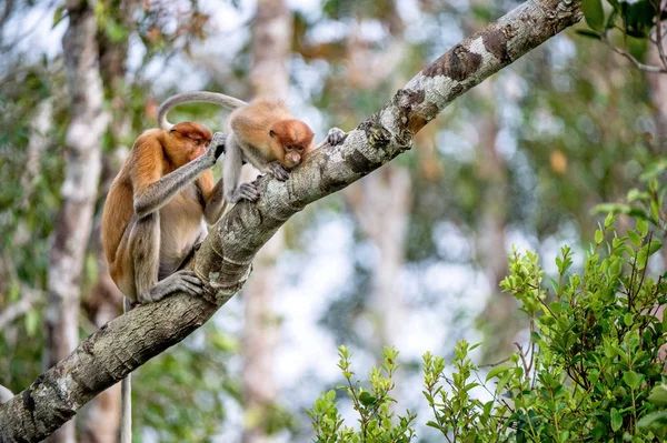 Ženské proboscis monkey s mládětem — Stock fotografie