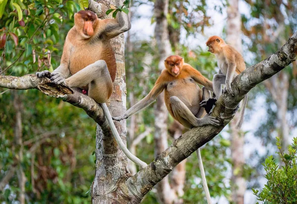 Família de Macacos Proboscis sentados na árvore — Fotografia de Stock