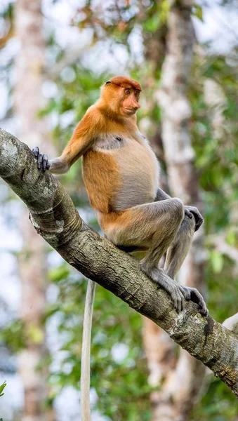 Muž sedí na stromě opice kahau — Stock fotografie