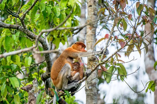 여성 코 원숭이 새끼 — 스톡 사진