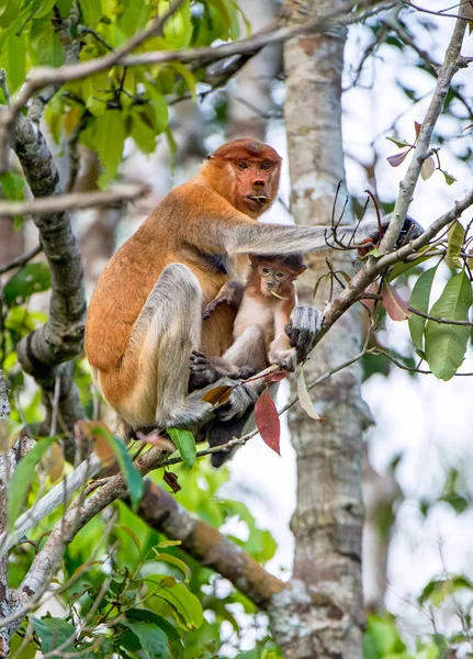 Fêmea macaco probóscide com filhote — Fotografia de Stock