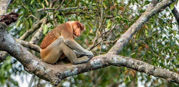 Hane av snabel Monkey sitter på trädet — Stockfoto