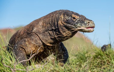 O çatal dilini sniff hava ile Komodo dragon