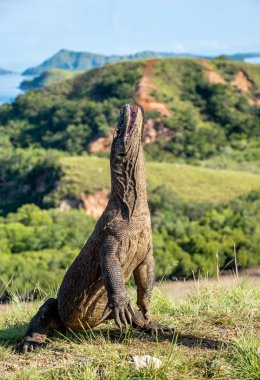 Komodo dragon arka ayakları üzerinde duruyor 