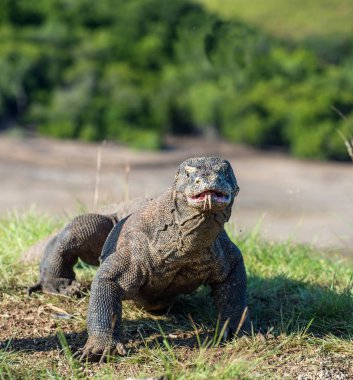 O çatal dilini sniff hava ile Komodo dragon