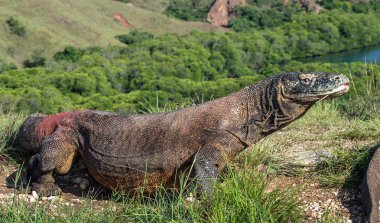 O çatal dilini sniff hava ile Komodo dragon