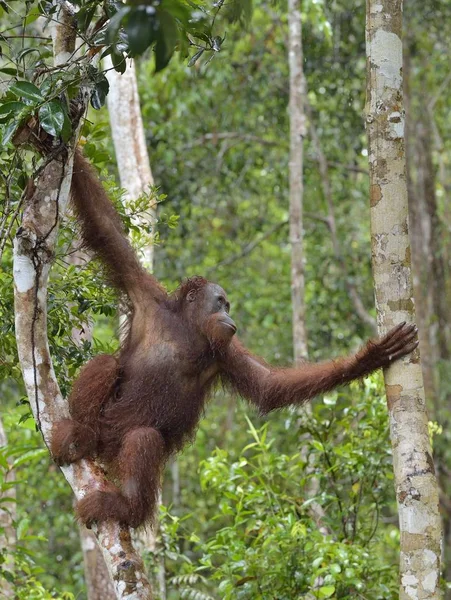 Orangutan borneański pod deszcz na drzewo — Zdjęcie stockowe