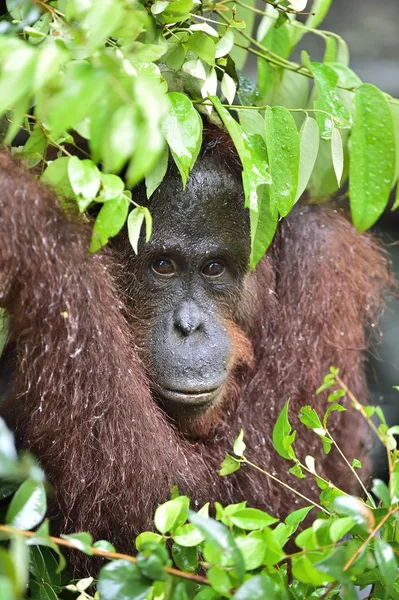 Orangután borneano bajo la lluvia — Foto de Stock