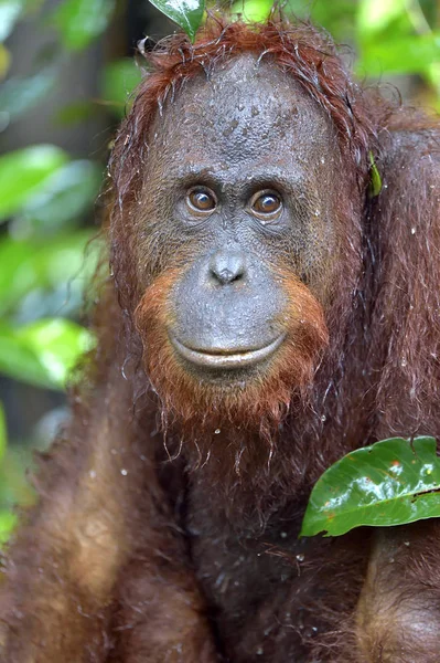 Bornean orangutan under rain — Stock Photo, Image