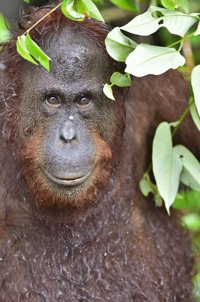 Bornean orangutan under rain — Stock Photo, Image