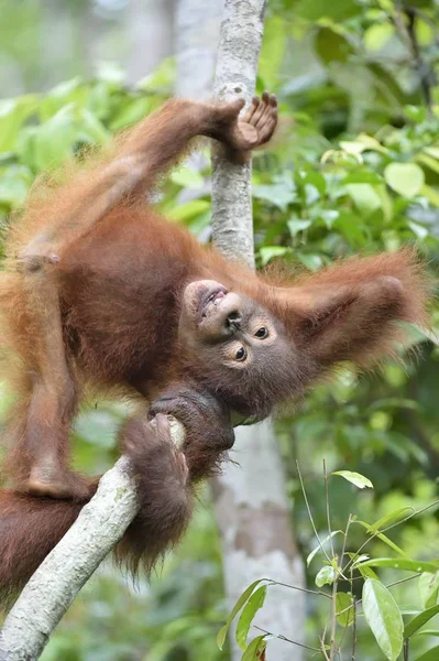 Filhote de orangotango Borneano Central — Fotografia de Stock