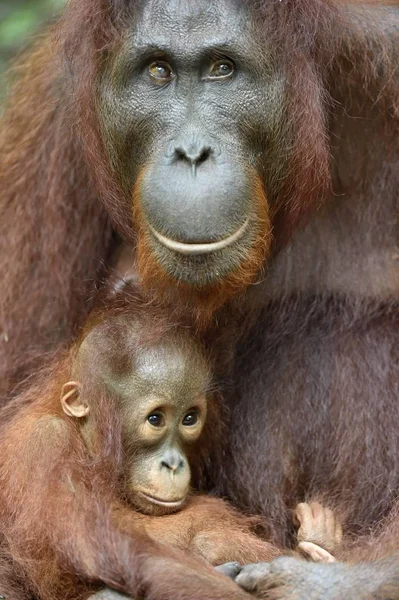 母猩猩和幼崽 — 图库照片