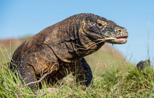 Komodo dragon with forked tongue sniff air