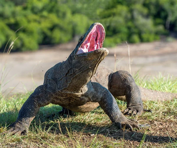 Komodo dragon with opened mouth — Stock Photo, Image