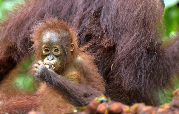 Madre orango e cucciolo — Foto Stock