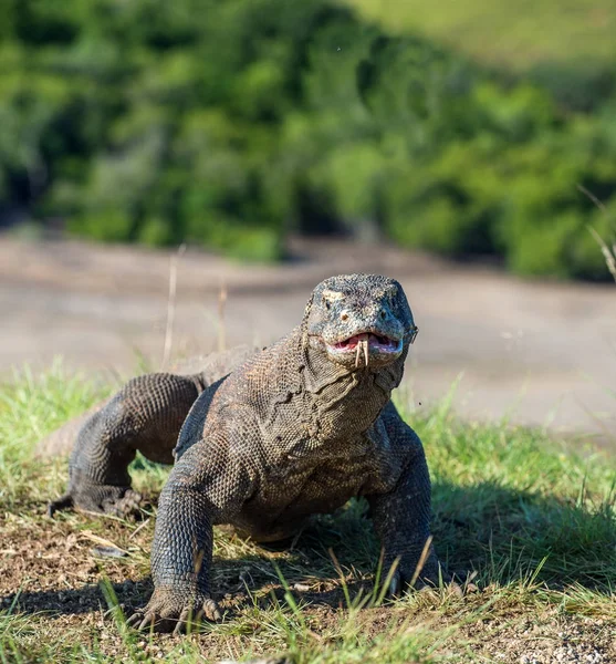Dragón Komodo con lengua bifurcada olfateando aire — Foto de Stock