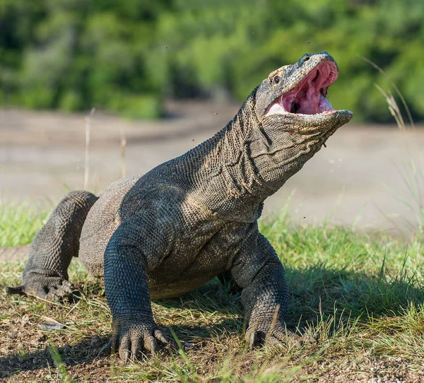 開いた口とコモドドラゴン — ストック写真