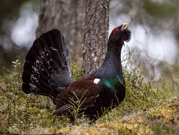 春の森で lekking ヨーロッパオオライチョウ男性 — ストック写真