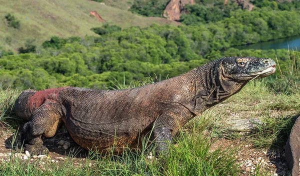 Komodo naga dengan lidah bercabang mengendus udara — Stok Foto