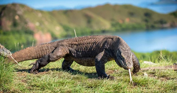 Komodo dragon with forked tongue sniff air