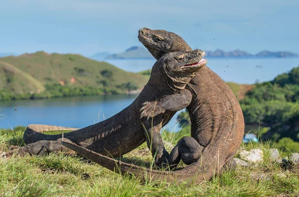 The Fight of Komodo dragons