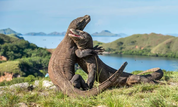 Pertempuran Komodo naga — Stok Foto