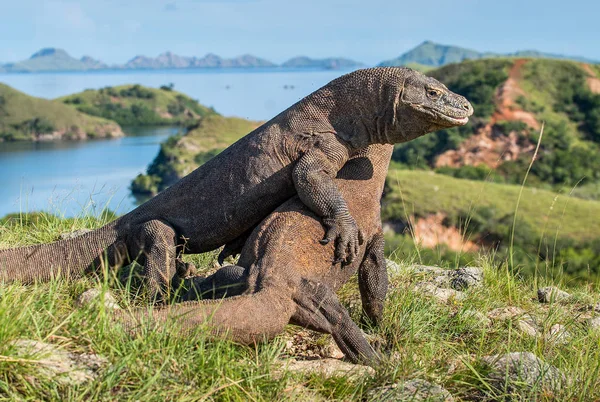 De bestrijding van Komodo dragons — Stockfoto