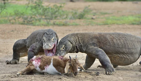 Komodo dragons attacks the prey