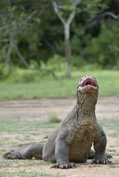 Komodo dragon s otevřenou hubou — Stock fotografie