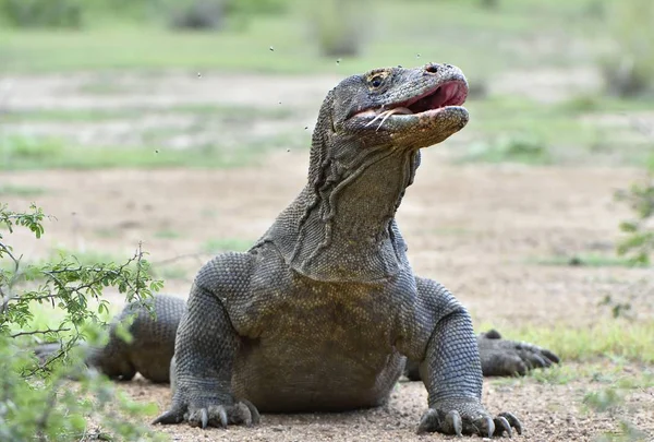 Komodo dragon with opened mouth — Stock Photo, Image