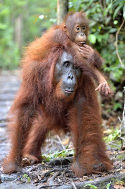 Baby orangutan on mother's back clipart