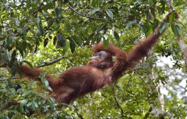 Borneo orangutan ağaç üzerinde