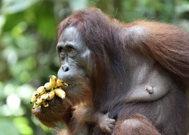 Orangutan mother and cub  clipart