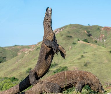 Komodo dragon arka ayakları üzerinde duruyor 