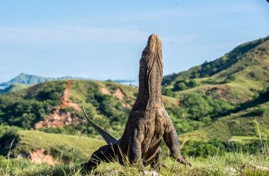 Komodo dragon arka ayakları üzerinde duruyor 