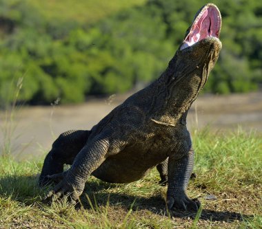 Komodo dragon açık ağızlı