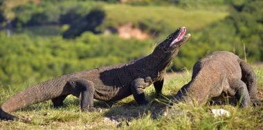 Komodo ejderleri doğal ortamlarında