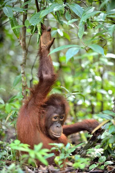 Orangutan borneański centralnego — Zdjęcie stockowe