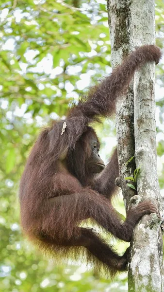 Central Bornean orangutan — Stock Photo, Image