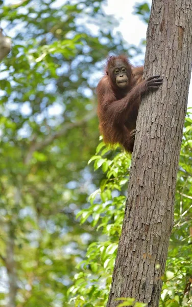Orangotango-borneano central — Fotografia de Stock
