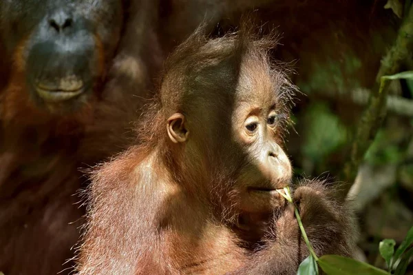 Louveteau orang-outan de Bornéo — Photo