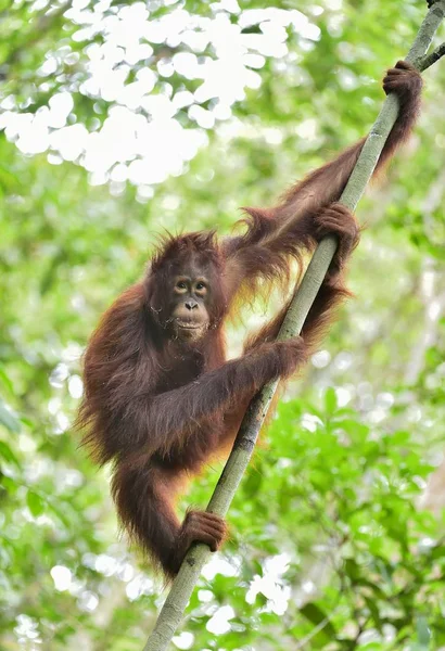 Центрально-Борнейский орангутанг — стоковое фото