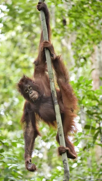 Merkez Borneo orangutan — Stok fotoğraf