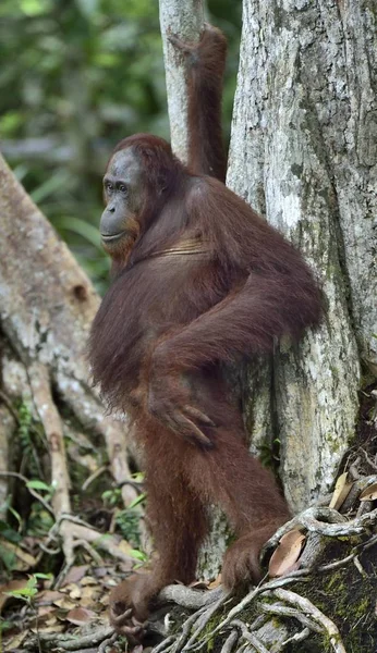 Central Bornean orangutan — Stock Photo, Image