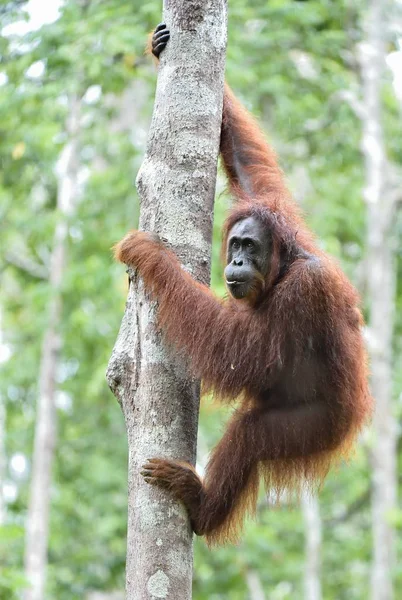 Centrale Borneose orang-oetan — Stockfoto