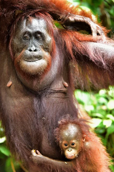 Orangutang mor och cub — Stockfoto