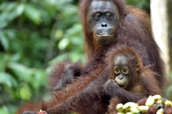 Orang-Utan-Mutter und Jungtier — Stockfoto