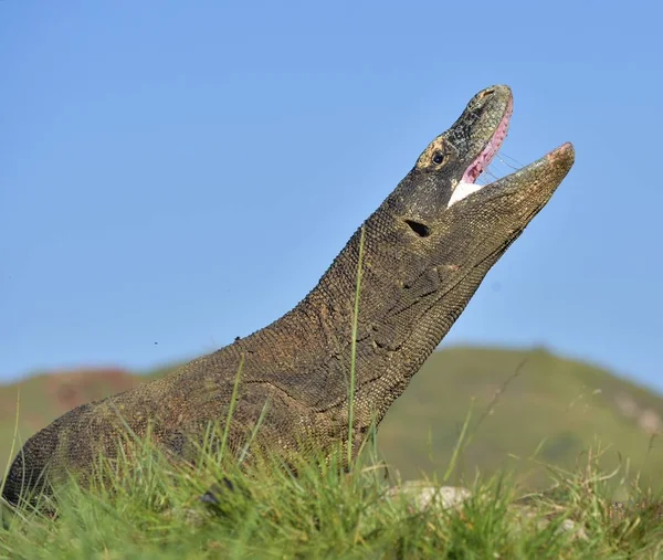 Komodo smok z otwartymi ustami — Zdjęcie stockowe